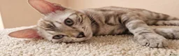 Bengal cats for sale: BENGAL 😺 furry Kittens – Ready For your Homes!💖 - Advert 9