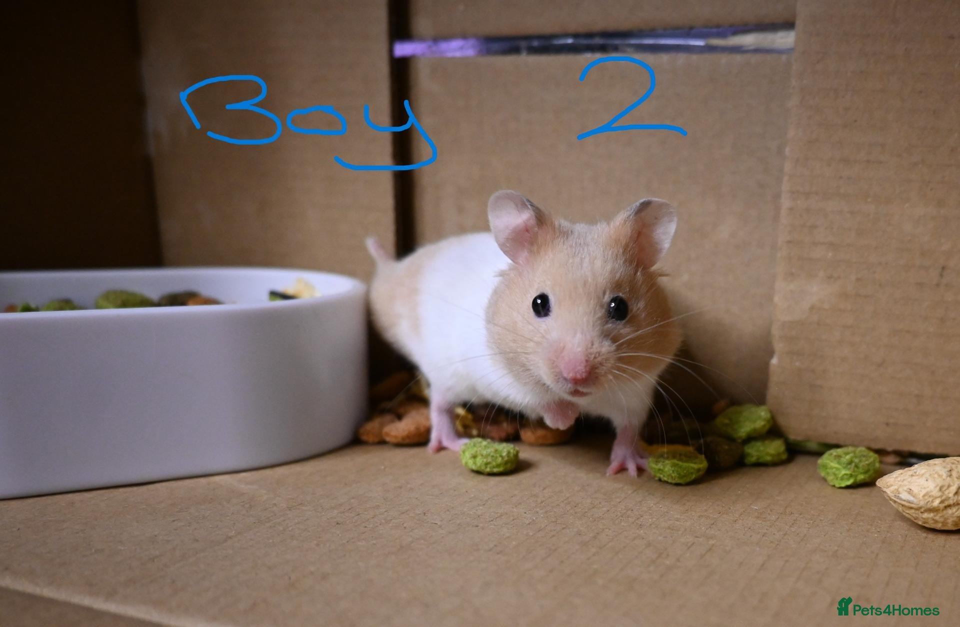 Hamster rodents Mixed Syrian hamsters ready to go  - Advert 1