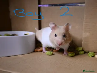 Hamster rodents Mixed Syrian hamsters ready to go - Advert 9