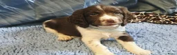 English Springer Spaniel dogs for sale: Outstanding Home Reared KC 5 ⭐️ Vetted Ready now  - Advert 8