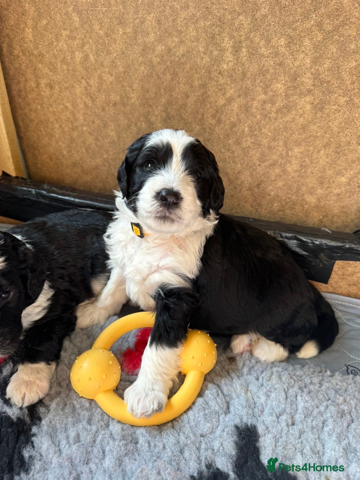 Sheepadoodle dogs F1 Sheepadoodles for sale Ready 19th April - Advert 1