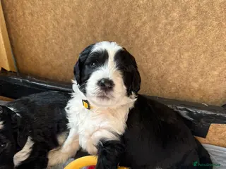 Sheepadoodle dogs F1 Sheepadoodles for sale Ready 19th April - Advert 9