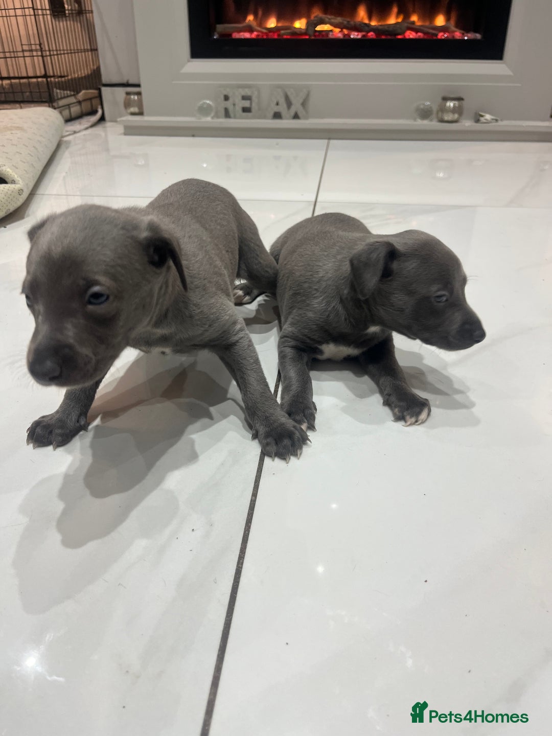 Whippet dogs for sale: Two blue whippets  - Advert 4