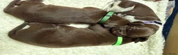 German Shorthaired Pointer dogs for sale: KC registered German Shorthaired Pointers - Advert 26