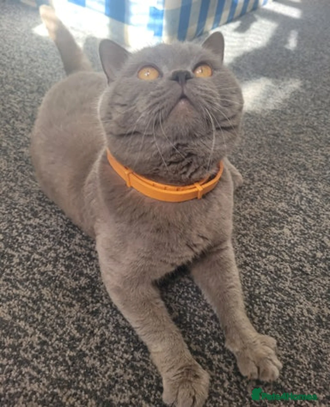 British Shorthair cats for sale: Stunning lilac British shorthair kittens - Advert 4