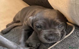 Cane Corso dogs for sale: Blue Cane Corso - Image 3