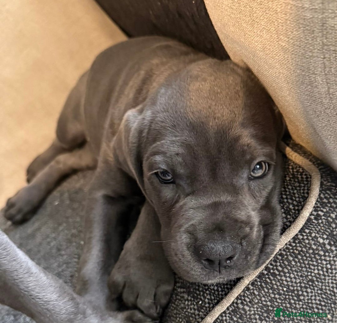 Cane Corso dogs for sale: Blue Cane Corso - Image 3