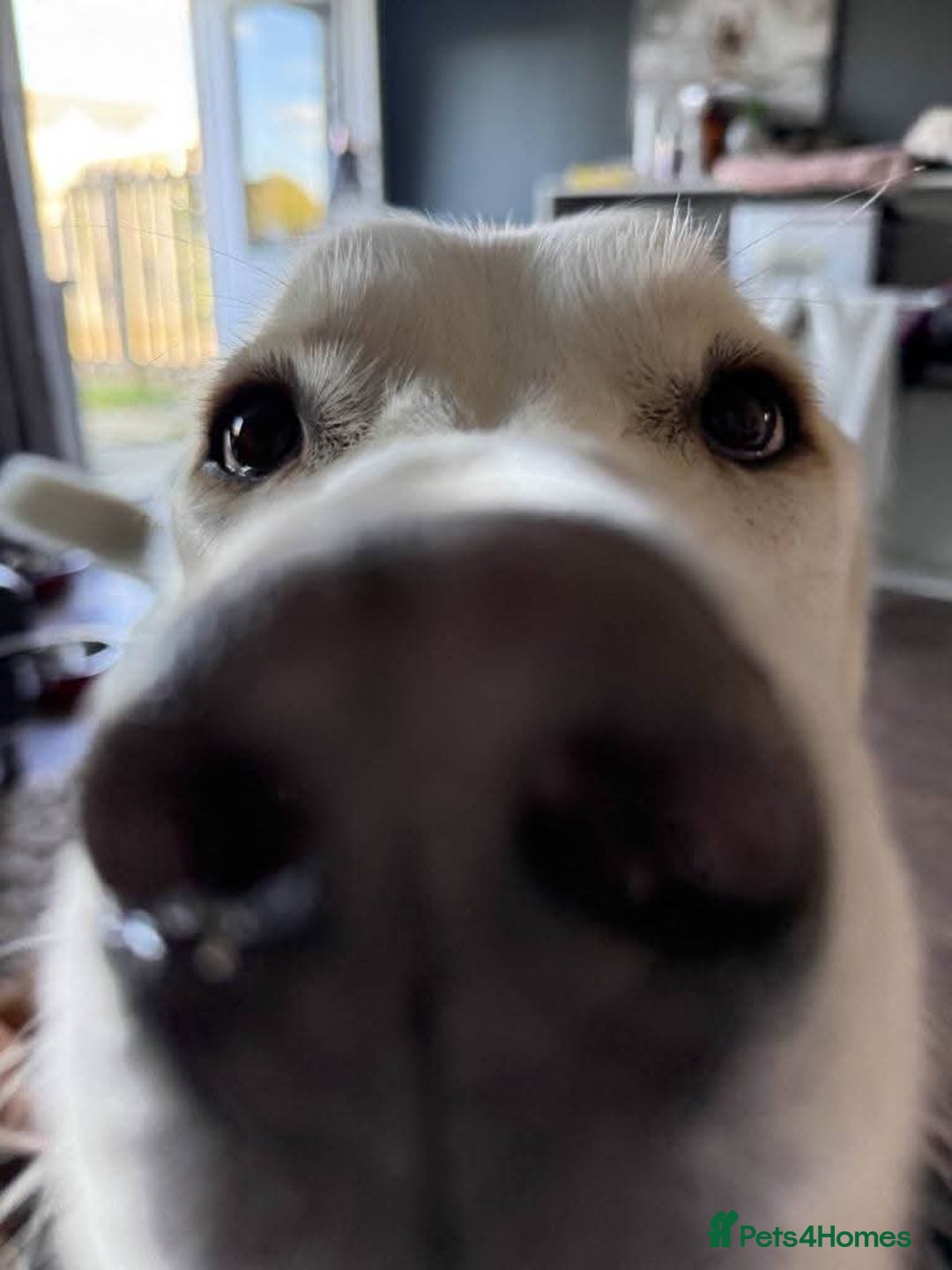 Mixed Breed dogs for adoption: Meet Lucky, currently residing in Aberdeen - Advert 4