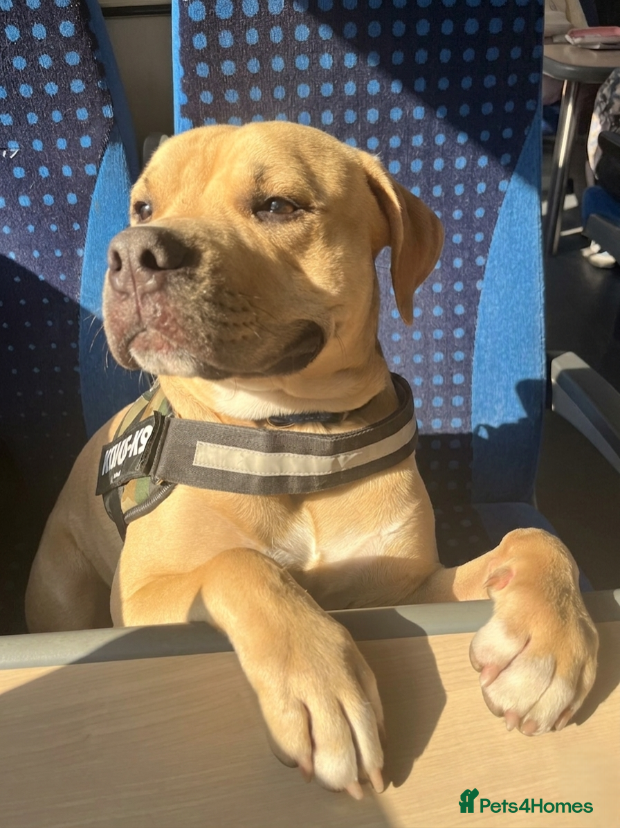 Bullmastiff dogs 11 month old bull mastiff - Advert 13
