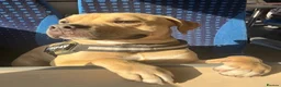 Bullmastiff dogs for sale: 11 month old bull mastiff - Advert 1