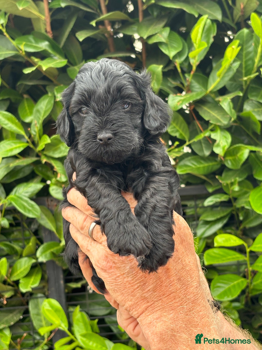 Cockapoo dogs for sale: DNA clear / Licensed Breeder for peace of mind  - Image 3