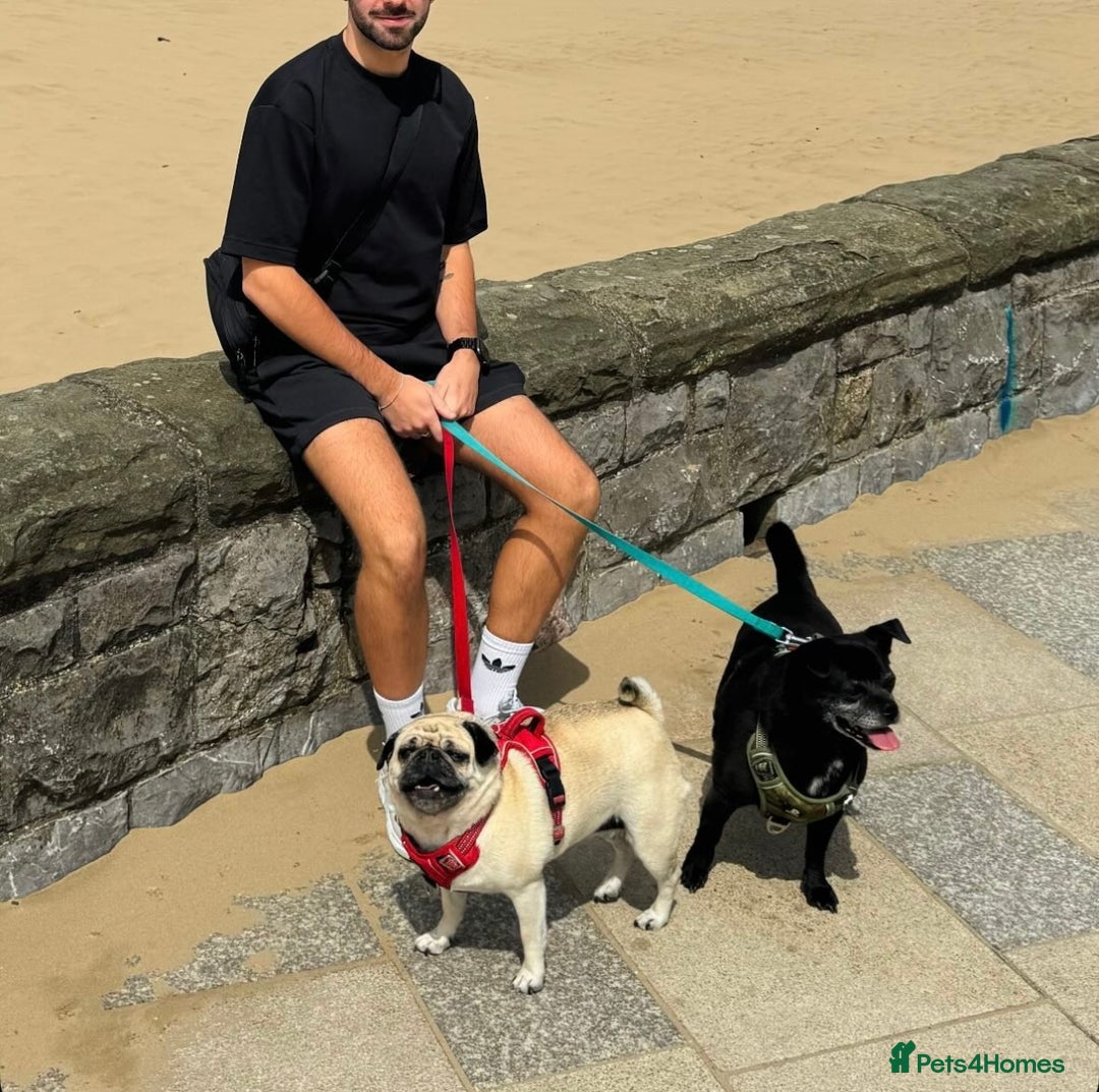 Pug dogs for sale: Chug and pug  - Image 9