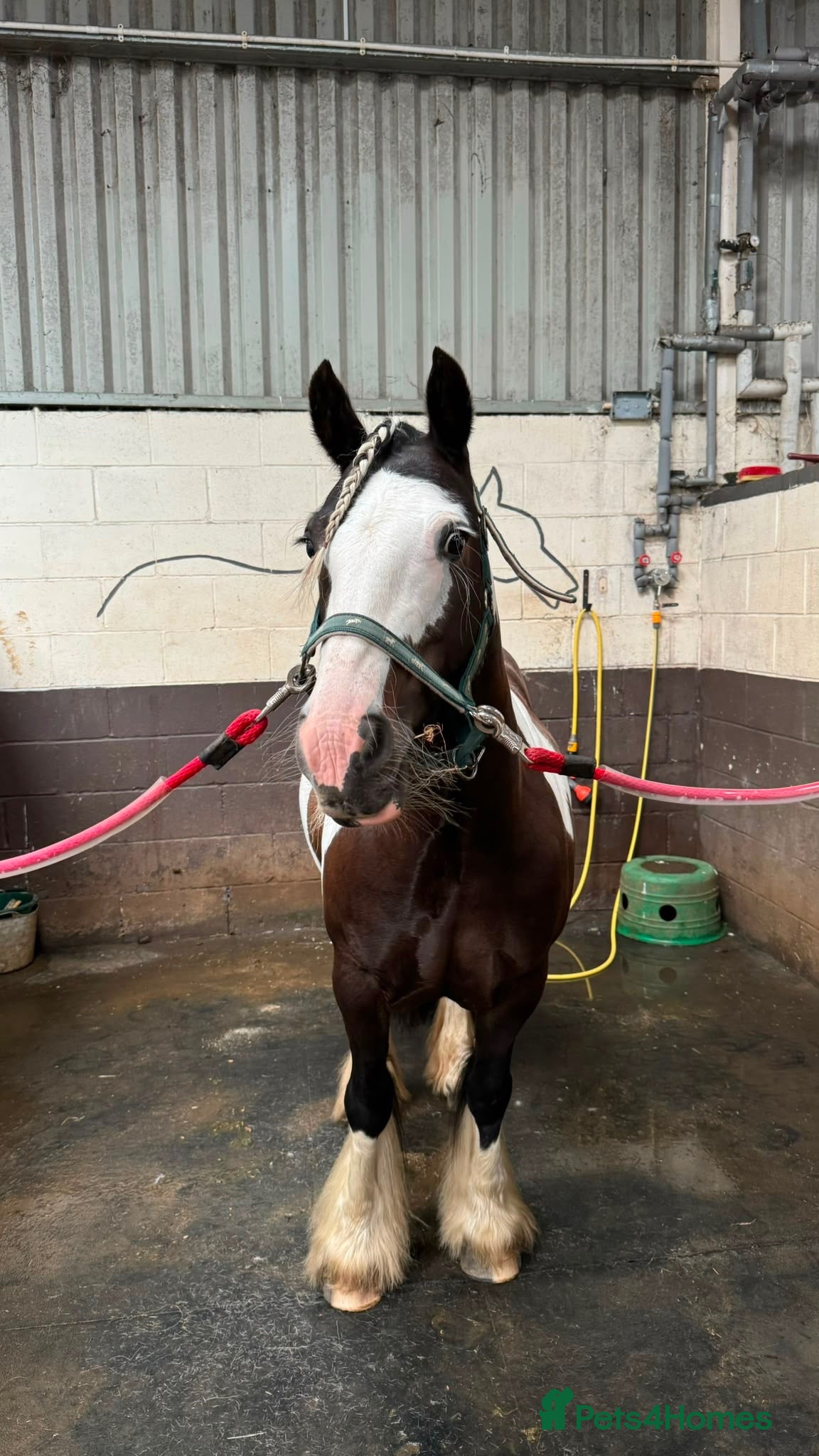 Irish Cob horses Smart Gypsy Cob Mare - Advert 7