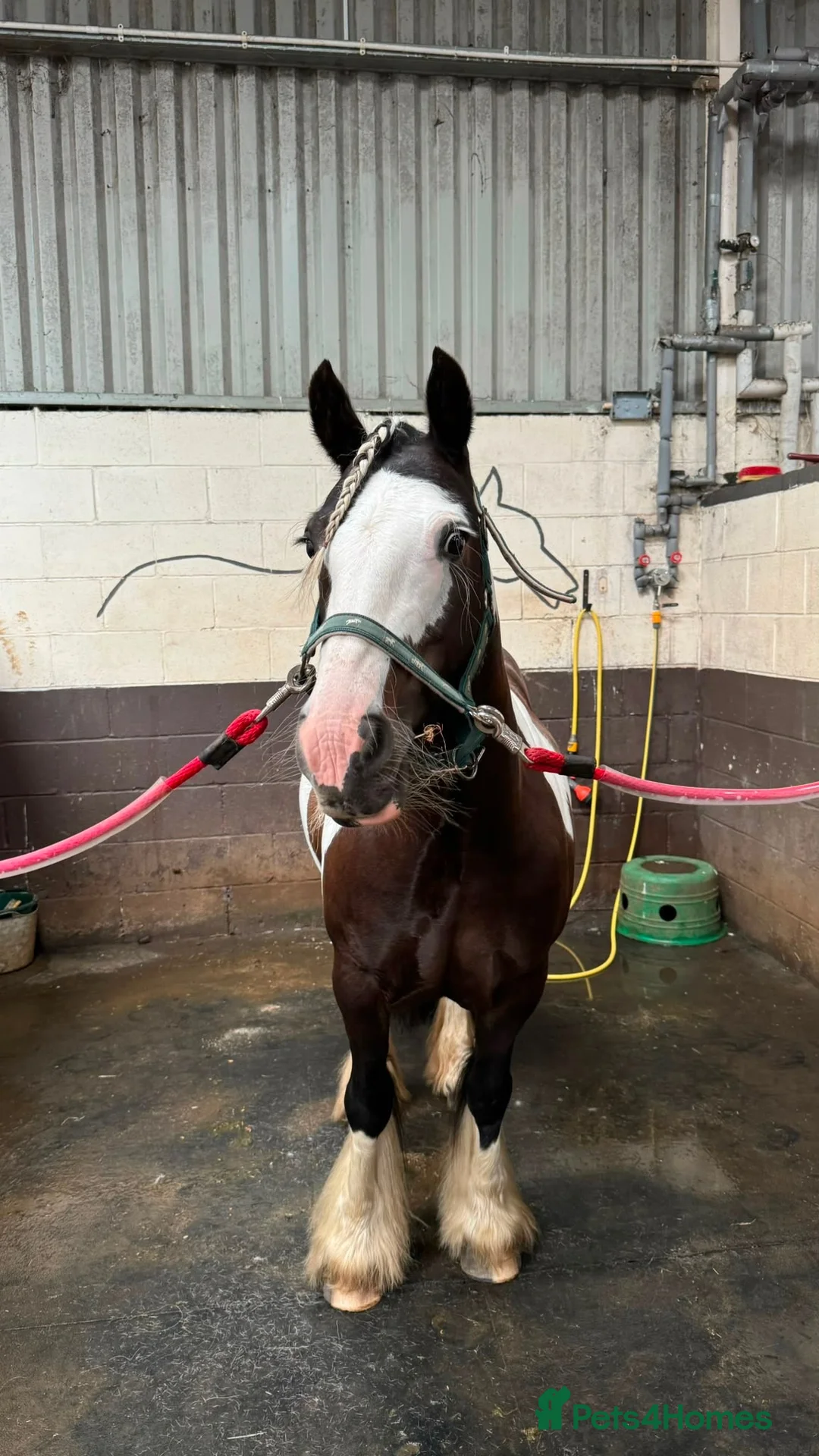 Irish Cob horses for sale: Smart Gypsy Cob Mare in Northampton - Advert 1