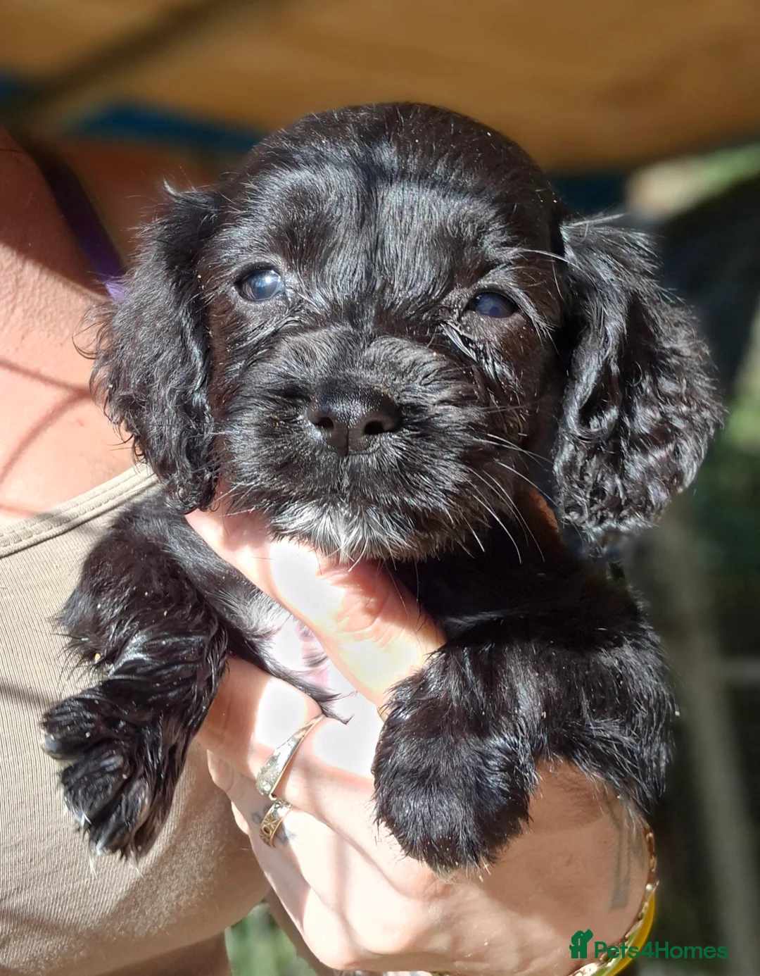 Sprocker dogs for sale: **LAST PUP** Beautiful Sprocker pups - Advert 4