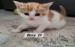 Mixed Breed cats for sale: 2 ginger male kittens, 1 female tabby - Image 7