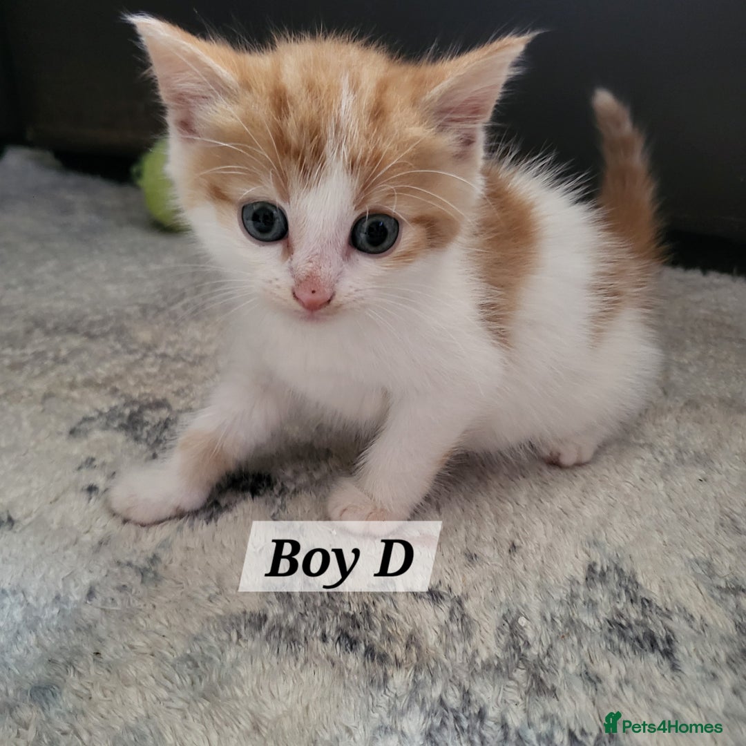 Mixed Breed cats for sale: 2 ginger male kittens, 1 female tabby - Image 7