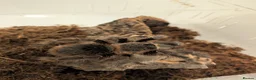 Tarantulas invertebrates for sale: Scarlet birdeater /Lasiodora klugi Tarantula  in Tamworth - Advert 5