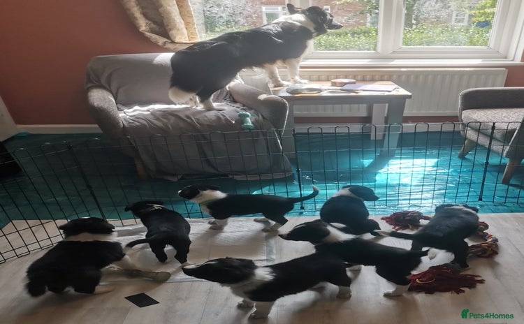 Border Collie dogs - Advert 3