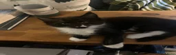 Maine Coon cats for sale: Tuxedo Maine coon kittens  - Advert 7