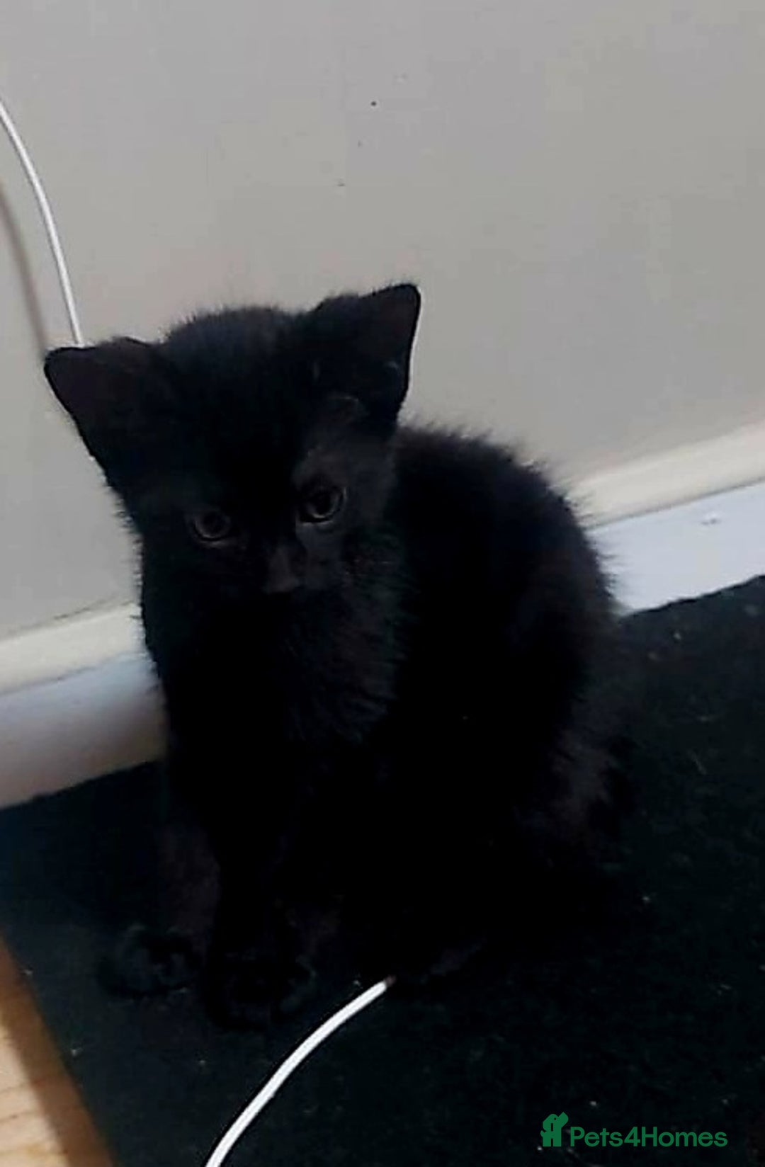 Mixed Breed cats for sale: For Sale  - Advert 3