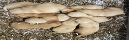 Labrador Retriever dogs for sale: KC Registered Puppies from Health Checked Parents  - Advert 9