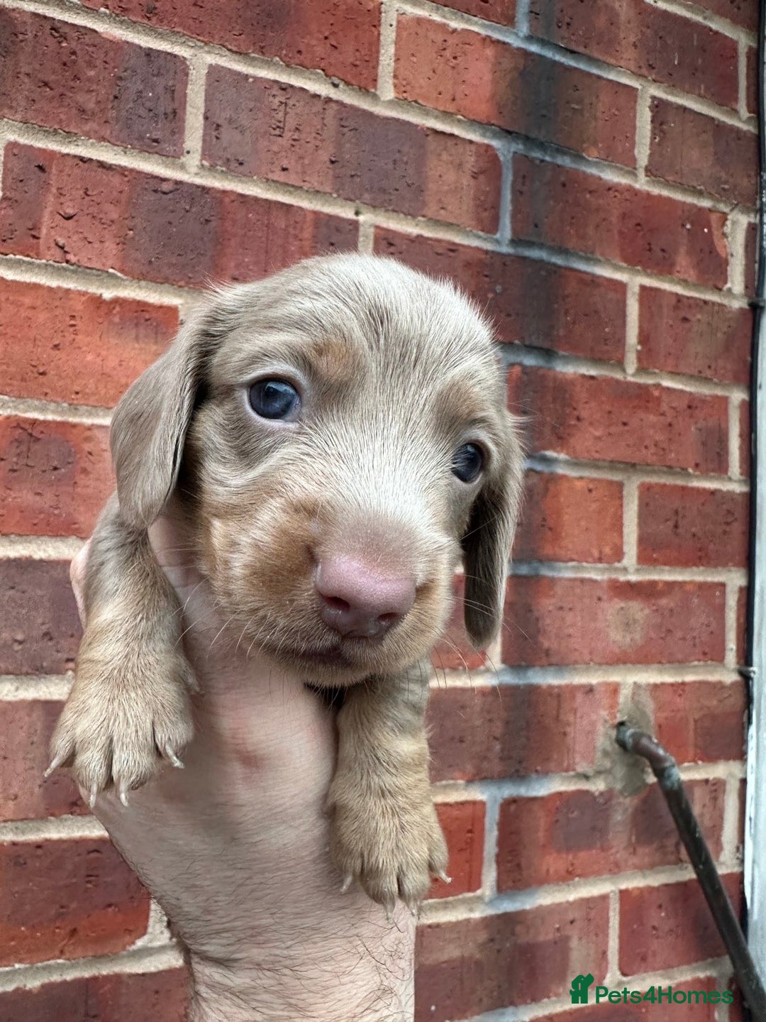 Miniature Dachshund dogs for sale: Miniature dachshund puppies - Advert 6