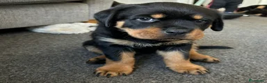 Rottweiler Puppy 3