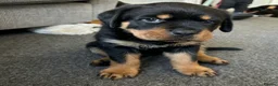 Rottweiler dogs for sale: KC Reg Rottweiler Puppies - Advert 3