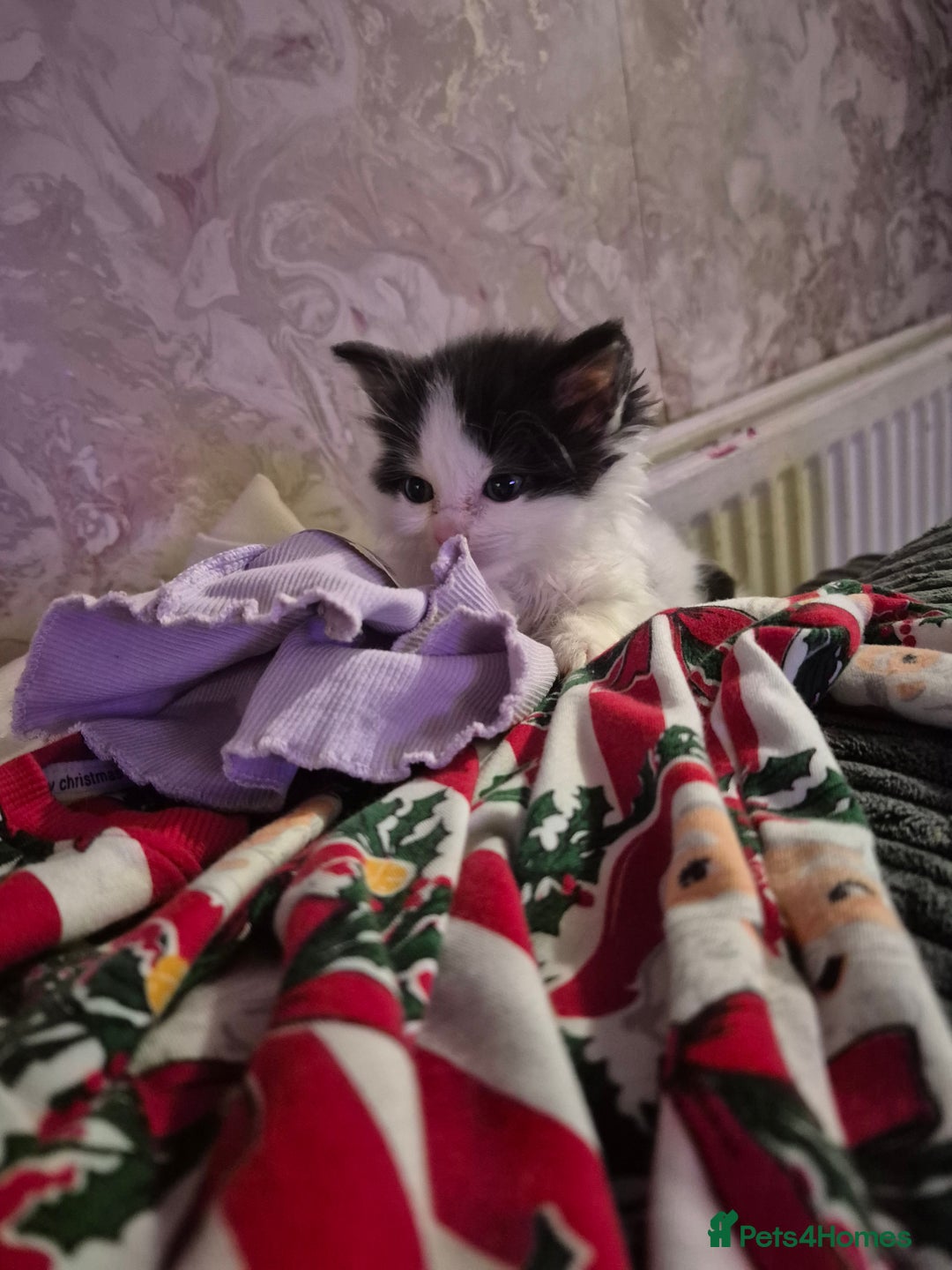 Ragdoll cats for sale: 💥💞Ragdoll x domestic💞💥  - Advert 14