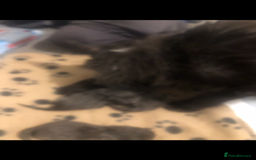 Maine Coon cats for sale: Black/Blue Smoke Maine Coon - Image 17