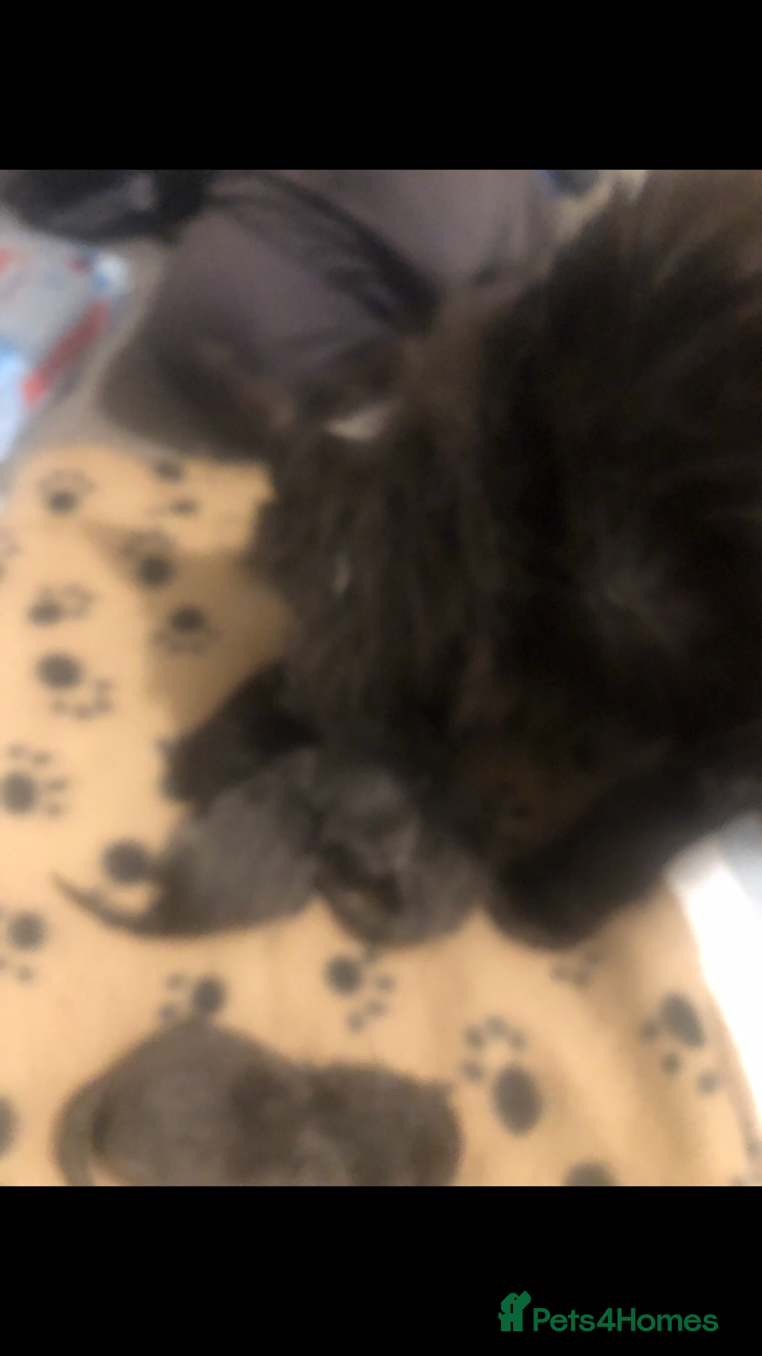 Maine Coon cats for sale: Black/Blue Smoke Maine Coon - Image 17