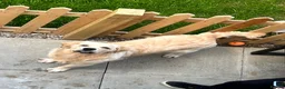 Golden Retriever dogs for sale: Male golden retriever - Advert 6
