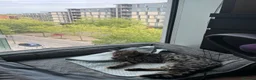 Savannah cats for sale: Savannah cat  - Advert 7