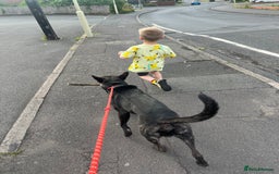 Mixed Breed dogs for sale: Bear - Staffy X German Shepherd - Image 26