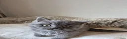 British Shorthair cats for sale: Lovely GCCF British Shorthair Kittens  - Advert 10