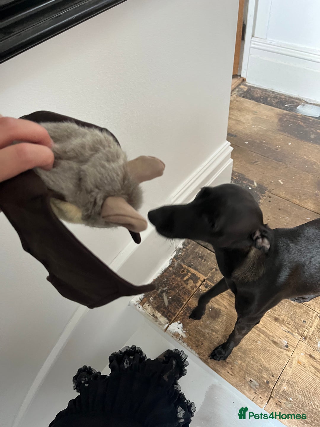 Italian Greyhound dogs for stud: Italian greyhound STUD  - Image 5