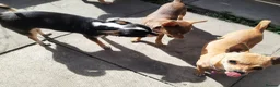 Chihuahua dogs for sale: Missy, pedigree tri black chihuahua girl. - Advert 5