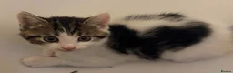 Mixed Breed cats for sale: Gorgeous litter of kittens in Diss - Advert 6