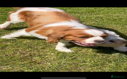 Cavachon dogs for sale: Cavachon Puppies  - Advert 27