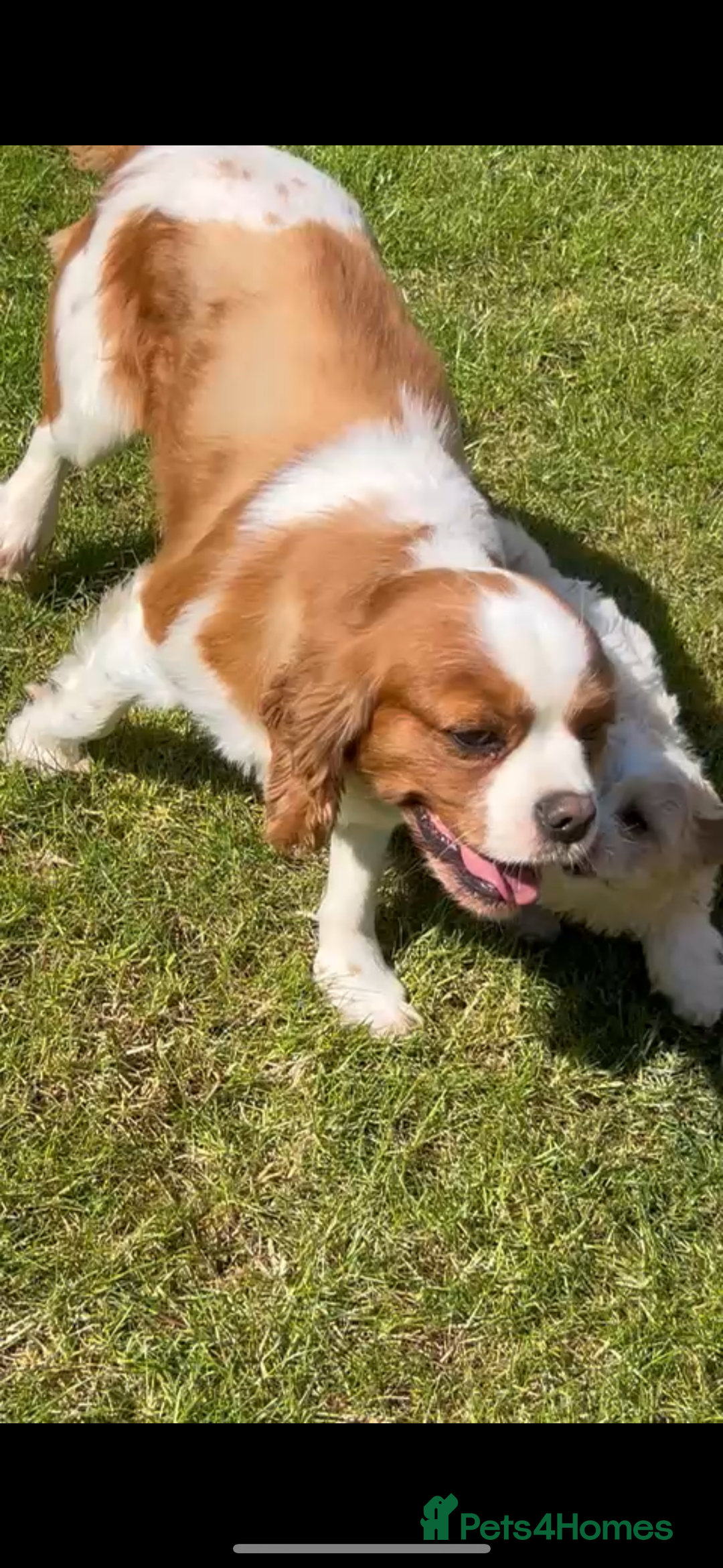Cavachon dogs for sale: Cavachon Puppies  - Advert 27