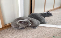 Scottish Fold cats for sale: 3 lovely kittens looking for new family  - Image 14