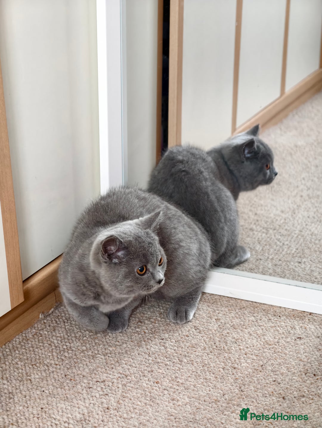 Scottish Fold cats for sale: 3 lovely kittens looking for new family  - Image 14