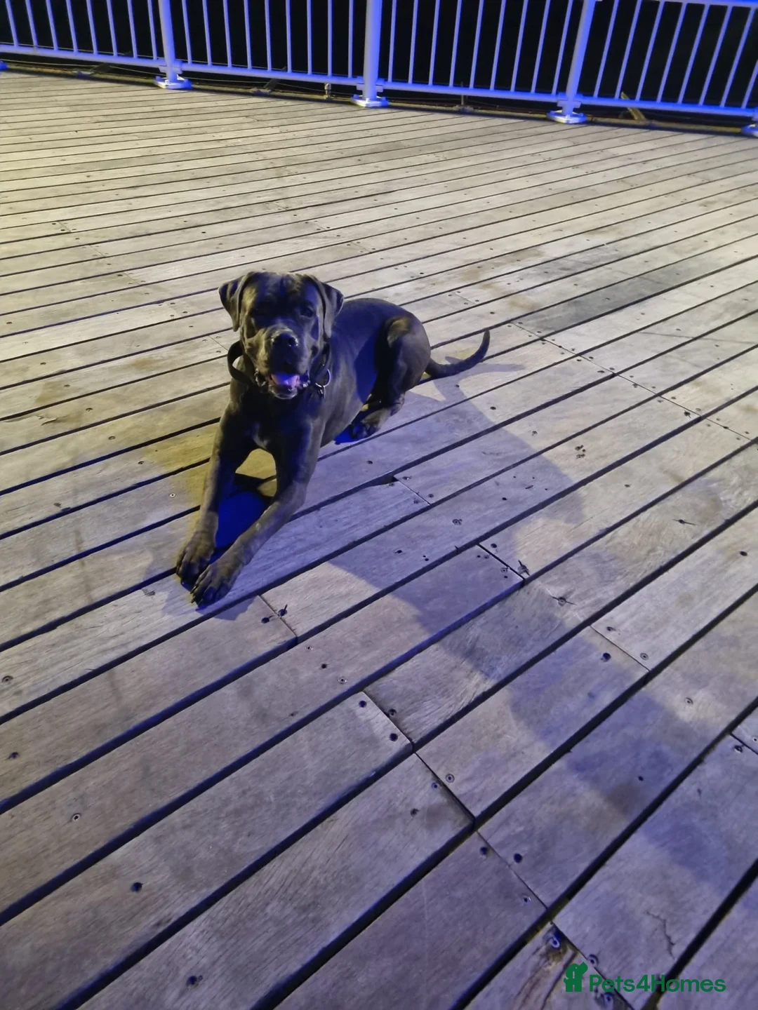 Cane Corso dogs for sale: 19 months Cane Corso male  in Bournemouth - Advert 2