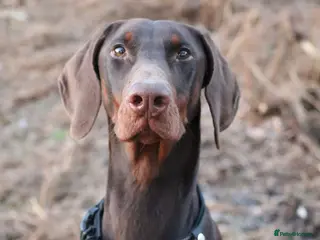 Dobermann dogs Trained family dog - Advert 3