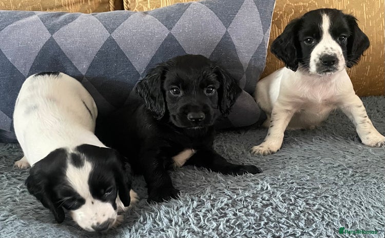 Cocker Spaniel dogs - Advert 3