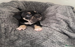 Mixed Breed dogs for sale: English bulldog French bulldog mix  - Image 15