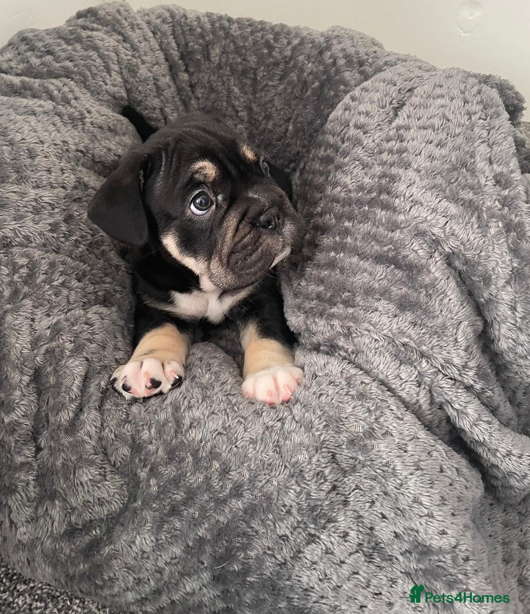 Mixed Breed dogs for sale: English bulldog French bulldog mix  - Image 15