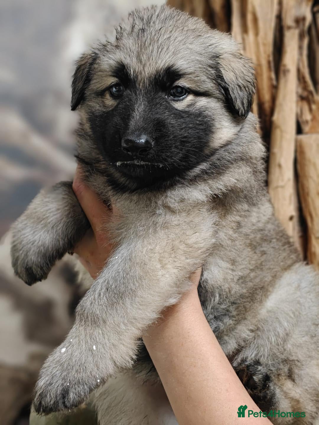 German Shepherd dogs for sale: Beautiful long coated  in Coalville - Image 20
