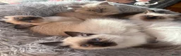 Ragdoll cats for sale: 2 boys for £700 (one from my other advert) - Advert 2